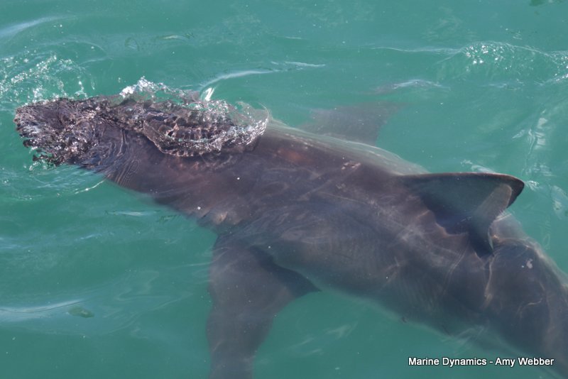 Bronze whaler sharks, South Africa